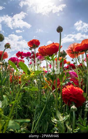 Des fleurs multicolores de buttercups cultivés de jardin se rapprochent d'un ciel avec des nuages Banque D'Images