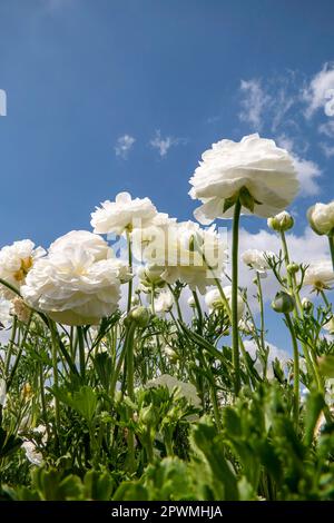 Des fleurs multicolores de buttercups cultivés de jardin se rapprochent d'un ciel avec des nuages Banque D'Images