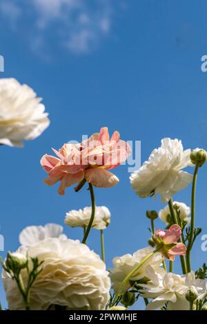 Des fleurs multicolores de buttercups cultivés de jardin se rapprochent d'un ciel avec des nuages Banque D'Images