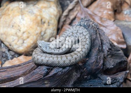 Gros plan de la vipère ASP (Vipera aspis) Banque D'Images