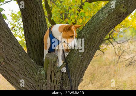 Portrait d'un chien basenji mûr debout sur une branche de poire sauvage et regardant au rez-de-chaussée Banque D'Images