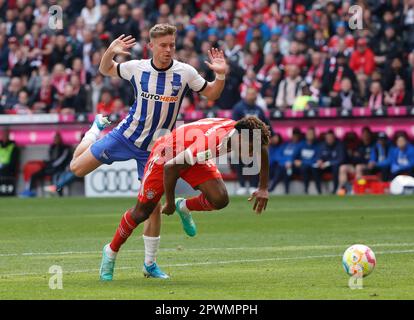 Munich, Allemagne. 30th avril 2023. Kingsley Coman (R) du Bayern Munich vies avec Maximilien Mittelstaedt de Hertha BSC pendant le match de football allemand de la première division Bundesliga à Munich, Allemagne, 30 avril 2023. Credit: Philippe Ruiz/Xinhua/Alay Live News Banque D'Images