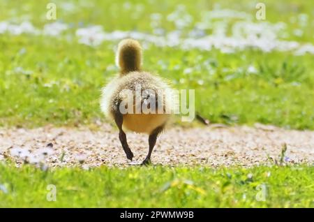 Mignon poussin nouveau-né d'une oie du Canada dans un pré Banque D'Images