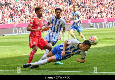 Munich, Allemagne. 30th avril 2023. Kingsley Coman, FCB 11 concurrence pour le ballon, s'attaquer, duel, header, zweikampf, Action, lutte contre Filip Uremovic, Hertha 5 Jean Paul Patrick Boetius, Hertha 10 dans le match FC BAYERN MUENCHEN - HERTHA BSC BERLIN 2-0 1.Ligue allemande de football le 30 avril 2023 à Munich, Allemagne. Saison 2022/2023, match jour 30, 1.Bundesliga, FCB, München, 30.balise Spieltag. Credit: Peter Schatz/Alay Live News Banque D'Images