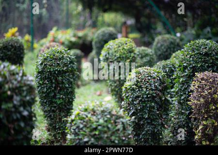 Sauvage Privet Ligustrum haie nature texture Sampel seni topiaire Banque D'Images