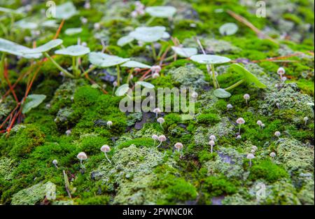 Petit champignon poussant entre les navellotes sur l'écorce humide d'arbre vert. Gros plan Banque D'Images