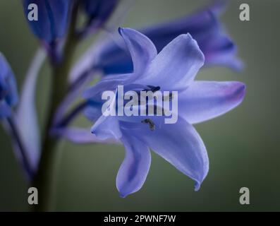 Gros plan extrême d'une jolie fleur de printemps Bluebell, Worcestershire, Angleterre. Banque D'Images