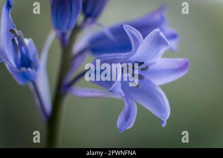 Gros plan extrême d'une jolie fleur de printemps Bluebell, Worcestershire, Angleterre. Banque D'Images