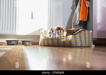 Cavalier King charles spaniel allongé dans un panier pour chien Banque D'Images