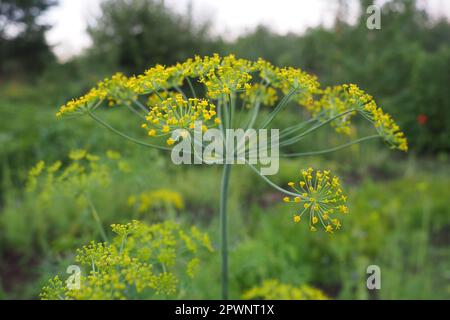 Aneth frais Anethum graveolens poussant sur le lit de légumes. Herbe annuelle, famille des Apiaceae. Culture d'herbes fraîches. Plantes vertes dans le jardin, écologique Banque D'Images