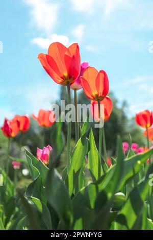 Tulipes rouge vif sur fond bleu ciel. Belle nature en pleine floraison. La beauté dans la nature. Gros plan. Vue de dessous. Jour ensoleillé. Prise de vue à angle bas. Verticale FO Banque D'Images
