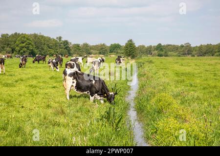 Une vache de l'eau potable sur la rive de la crique un pays rustique scène, vaches paissant dans le champ Banque D'Images