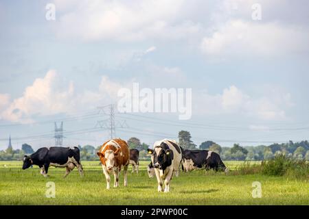 Vaches dans un champ dans un sunbeam, pleine longueur noir rouge et blanc, côte à côte marchant vers, diversité multicolore dans un champ vert sous un BL nuageux Banque D'Images