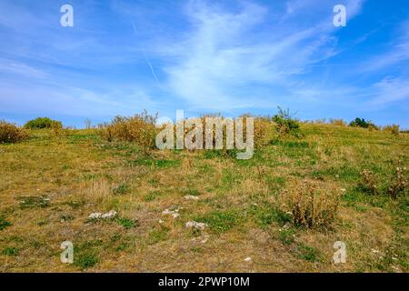 Des prairies sèches et des lanières de coton au sommet d'une colline sous un ciel bleu, près du château de Hammershus, à l'extrémité nord de l'île de Bornholm, au Danemark. Banque D'Images