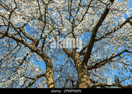 Les branches d'un cerisier en fleur au printemps avec des fleurs blanches contre un ciel bleu, sans nuages Banque D'Images