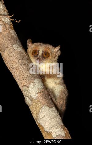 Mignon petit lémurien nocturne de Madame Berthe (Microcebus berthae). Espèces en voie de disparition de lémuriens nocturnes pendues sur le tronc des arbres dans leur habitat naturel. Banque D'Images