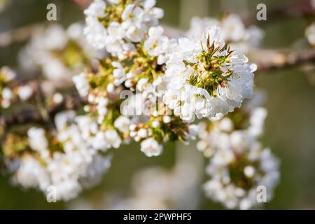 Arbre en fleurs au printemps, Waldviertel, Autriche Banque D'Images