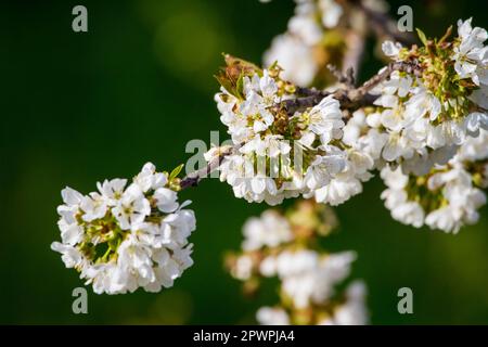 Pommier en fleurs au printemps, Waldviertel, Autriche Banque D'Images