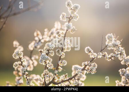 Arbre en fleurs au printemps, Waldviertel, Autriche Banque D'Images