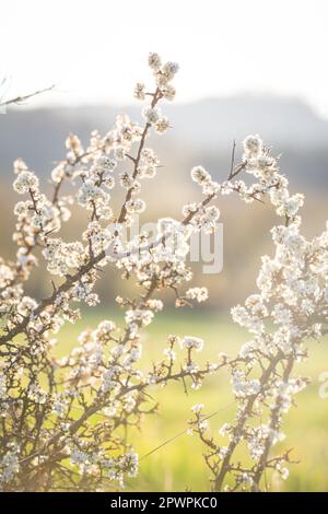 Arbre en fleurs au printemps, Waldviertel, Autriche Banque D'Images