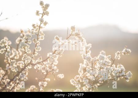 Arbre en fleurs au printemps, Waldviertel, Autriche Banque D'Images