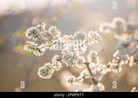 Arbre en fleurs au printemps, Waldviertel, Autriche Banque D'Images