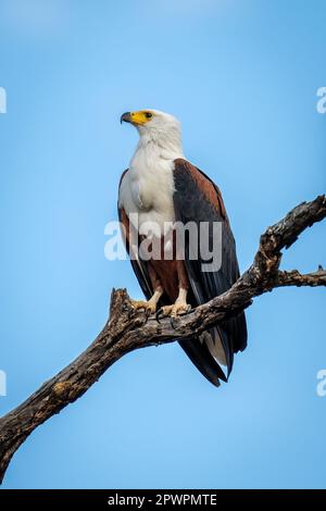 Aigle à poisson africain sur bec de levage de branche Banque D'Images