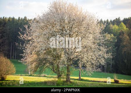 Arbre en fleurs au printemps, Waldviertel, Autriche Banque D'Images