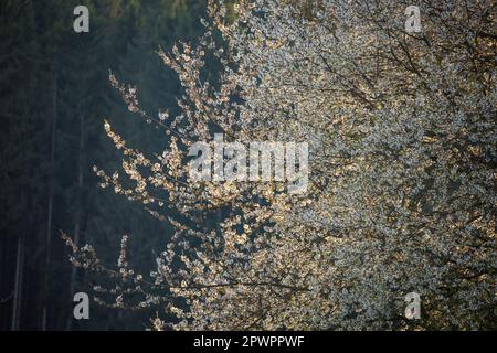 Arbre en fleurs au printemps, Waldviertel, Autriche Banque D'Images