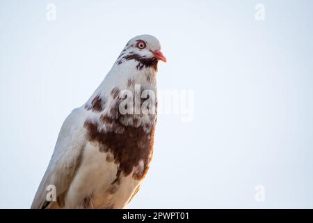 Waldviertler Kröpfer Taube (Waldviertel cropper pigeon), race de pigeon en danger de disparition dans la région de Waldviertel, Autriche Banque D'Images