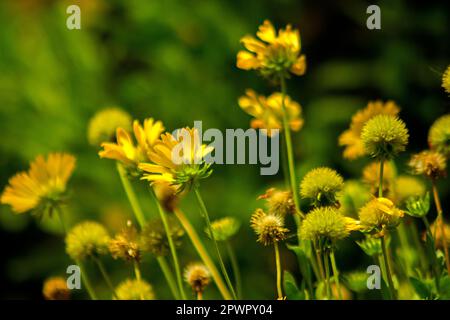 Dahlberg Marguerite dans la nature Banque D'Images
