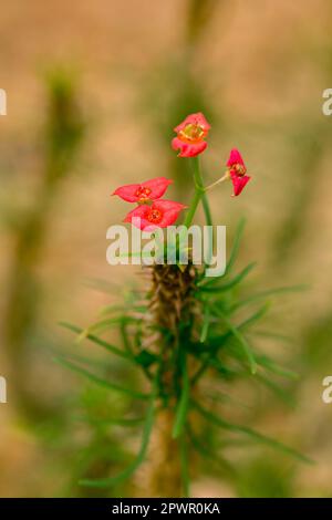 Euphorbia gottlebei dans la nature Banque D'Images