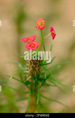 Euphorbia gottlebei dans la nature Banque D'Images