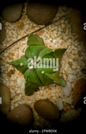 Cactus sur le sable Banque D'Images