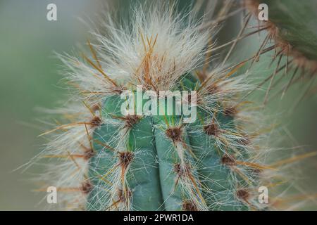 Le cactus dans la nature a des épines pointues. Banque D'Images