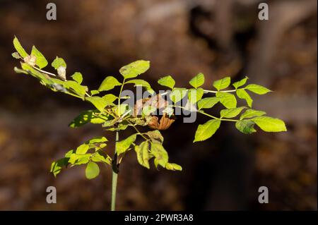 Bébé hêtre (fagus) dans la forêt Banque D'Images