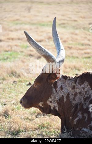 Buckeye, Arizona. ÉTATS-UNIS. 2/24/2023. Ranch Kerr. Les bovins Ankole-Watusi du groupe Ankole des bovins Sanga se reproduisent en Afrique de l'est et en Afrique centrale. Banque D'Images