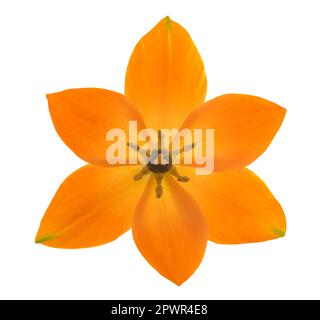 Tête de fleur étoile solaire isolée sur fond blanc Banque D'Images