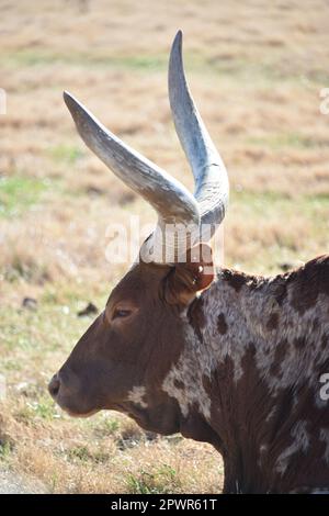 Buckeye, Arizona. ÉTATS-UNIS. 2/24/2023. Ranch Kerr. Les bovins Ankole-Watusi du groupe Ankole des bovins Sanga se reproduisent en Afrique de l'est et en Afrique centrale. Banque D'Images