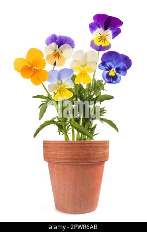Les fleurs de Pansy se mélangent dans un vase isolé sur fond blanc Banque D'Images