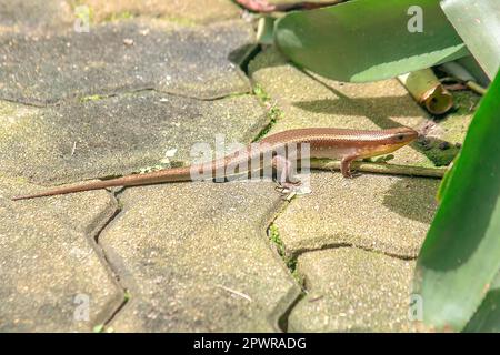 Les Scincidae dans la nature sont communs dans les maisons. Banque D'Images