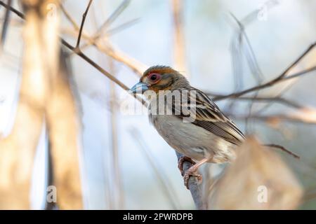 Sakalava Weaver femelle (Ploceus sakalava), oiseau endémique perché sur un arbre dans les bois, Forêt de Kirindy, Madagascar faune. Banque D'Images