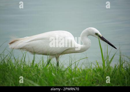 Egret marchant sur l'eau. Banque D'Images