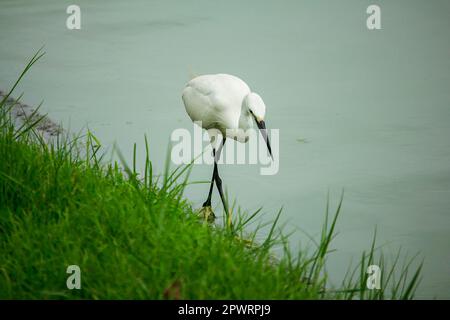 Egret marchant sur l'eau. Banque D'Images