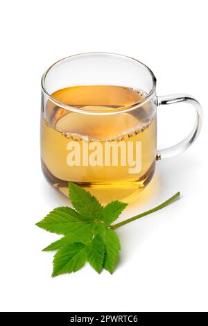 Verre avec thé de l'aîné moulu et une brindille de vert frais de l'aîné de terre à l'avant de gros plan isolé sur fond blanc Banque D'Images