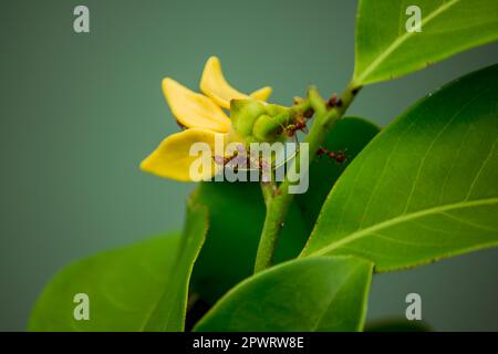 Fourmis sur l'Ylang-ylang Banque D'Images