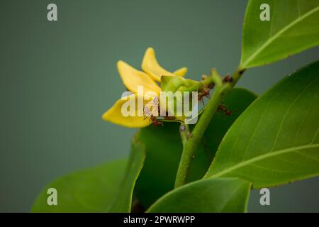 Fourmis sur l'Ylang-ylang Banque D'Images