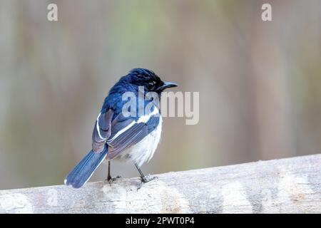 Homme de Madagascar Magpie-Robin, (Copsyrus albospecularis) , forêt de Kirindy, Madagascar faune Banque D'Images