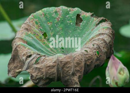 NYPA fruticans dans la nature Wurmb Banque D'Images