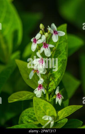 Les petites fleurs blanches sont populaires. Banque D'Images